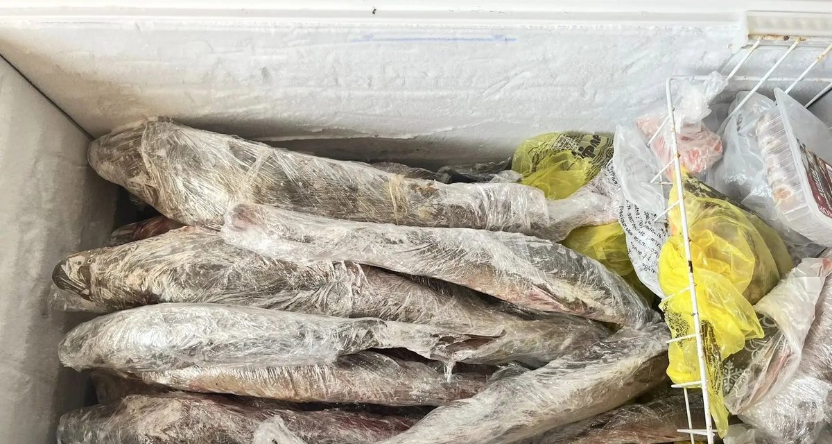 В морозилке жителя Октябрьского района нашли 13 краснокнижных осетров