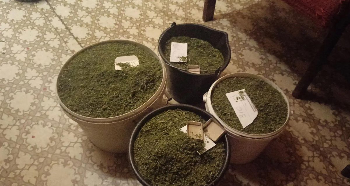 Дачник из Сургута приготовил к сбыту больше 8 кг наркотиков и запас семян